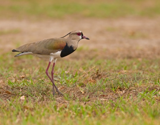 Southern Lapwing by Brian Magnier - La Paz Group