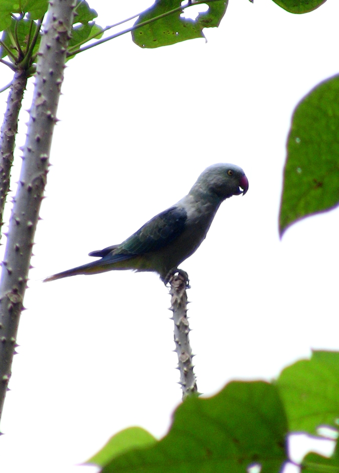 Blue-winged Parakeet by Milo Inman - La Paz Group