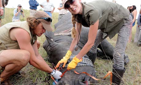 The Sabi Sand Game Reserve is injecting non-lethal chemical mixtures into rhino's horns. Photograph: David Smith/Sabi Sand Game Reserve