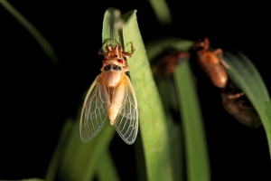First Cicadas Arrive As U.S. East Coast Braces For Billions More