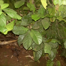 Liberia coffee tree