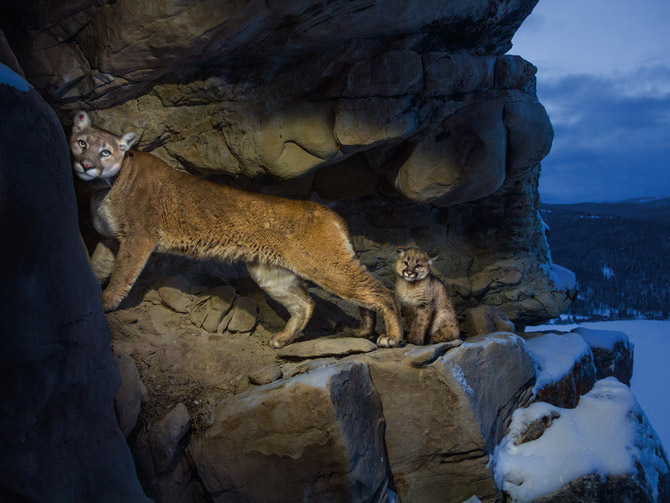 Photograph by Steve Winter. Experts thought cougars rarely socialize, but F51, a female living near Grand Teton National Park, traveled and fed with another female one spring. Eventually the other female adopted one of F51’s kittens.