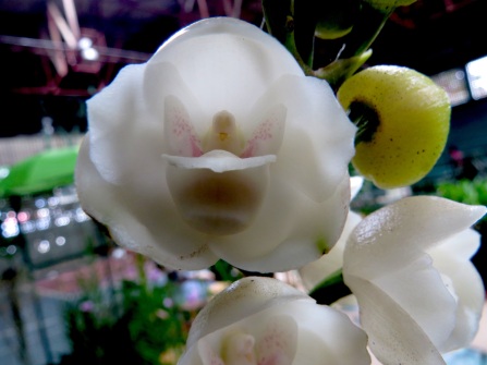 The espiritu santo (holy ghost) orchid, with a little dove inside