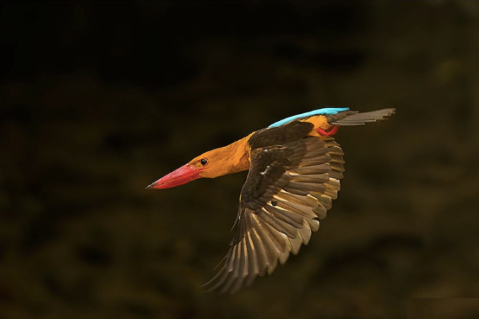 Brown-winged Kingfisher by Dr. Eash  Hoskote - La Paz Group