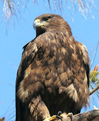 Steppe Eagle by Gururaj Moorching - La Paz Group