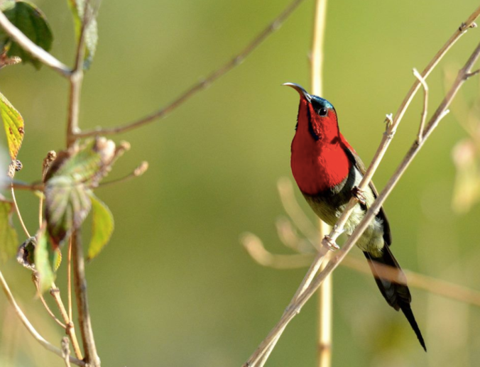 Crimson Sunbird by Puneet Dhar - La Paz Group
