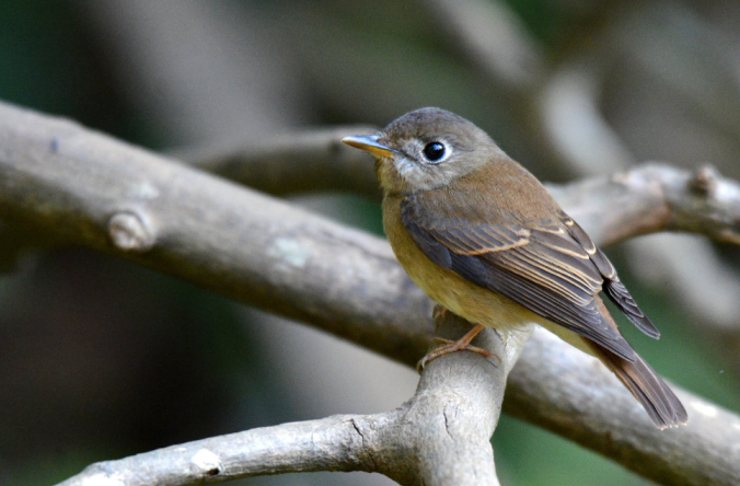 Brown-breasted Flycatcher by Puneet Dhar - La Paz Group