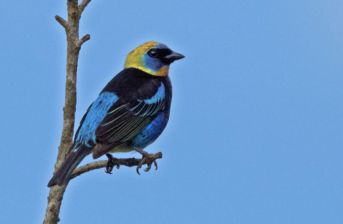 Golden-hooded Tanager by Puneet Dhar - La Paz Group