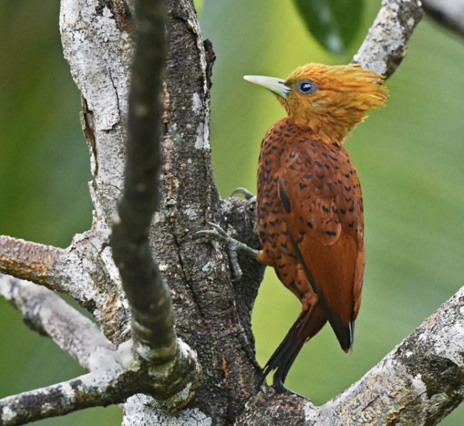 Chestnut-colored Woodpecker by Puneet Dhar - La Paz Group