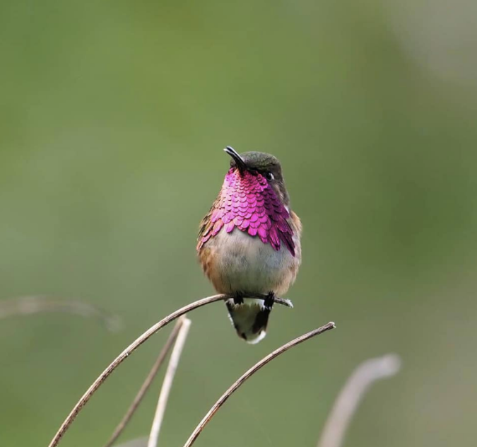 Wine-throated Hummingbird by Daniel Aldana - Organikos