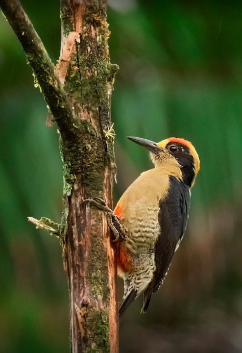 Golden-naped Woodpecker by Hugo Santa Cruz - Organikos