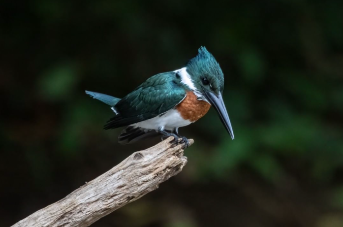 Amazon Kingfisher by Richard Kostecke - Organikos