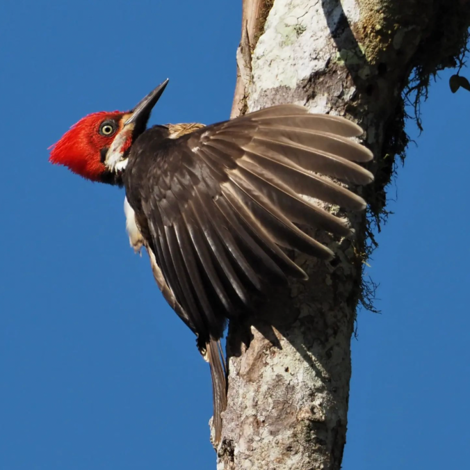 Guayaquil Woodpecker by Daniel Aldana - Organikos
