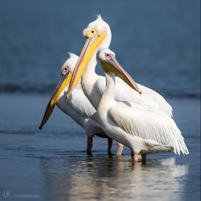 Great White Pelicans by Leander Khil - Organikos