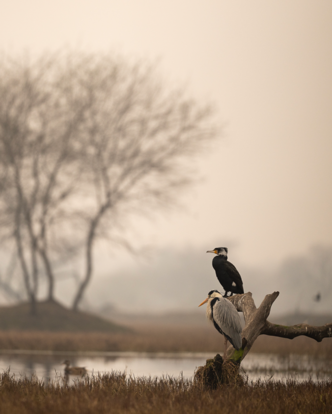 Great Cormorant and Grey Heron by Sudhir Shivaram - Organikos